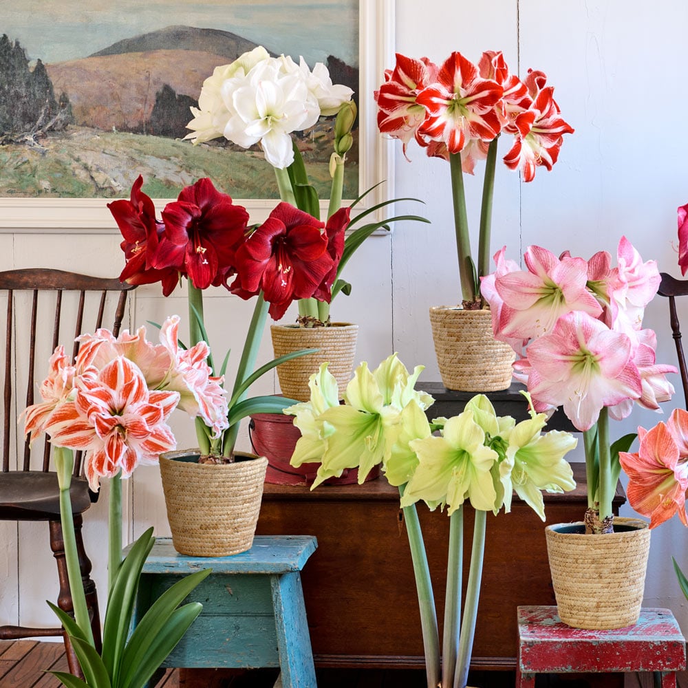 Amaryllis Sextet