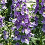 Angelonia angustifolia Archangel™ Blue Bicolor