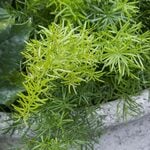  Asparagus Fern: Asparagus densiflorus 'Sprengeri'