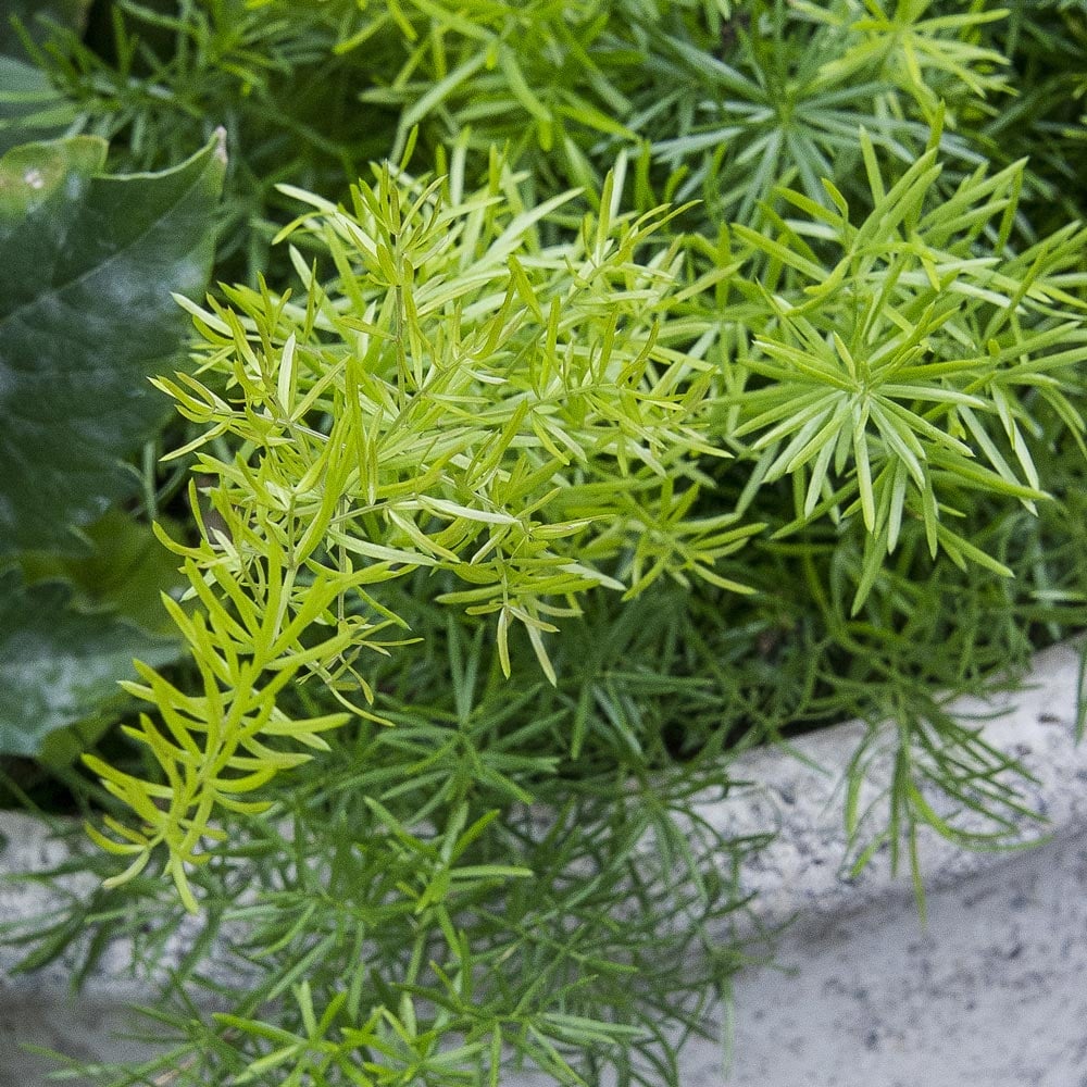 Asparagus Fern: Asparagus densiflorus 'Sprengeri'