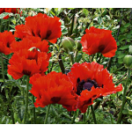 Papaver orientale 'Turkenlouis'