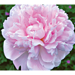 Paeonia Raspberry Sundae | White Flower Farm