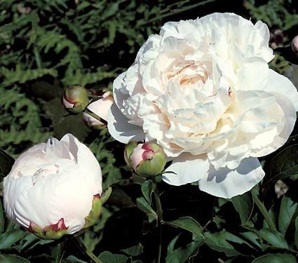 Peony 'Nick Shaylor' | White Flower Farm