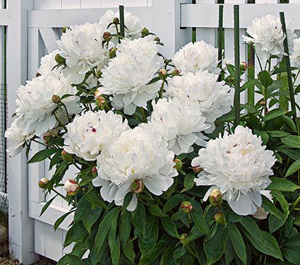 Peonies Peony Planting Guide White Flower Farm