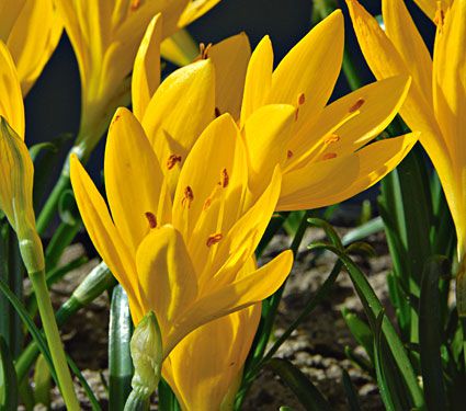 Autumn Daffodil