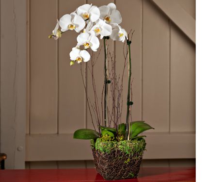 Sympathy Gifts