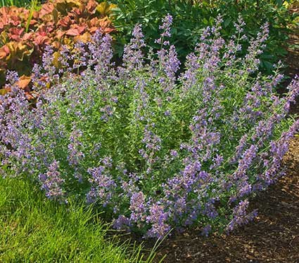 Nepeta x faassenii