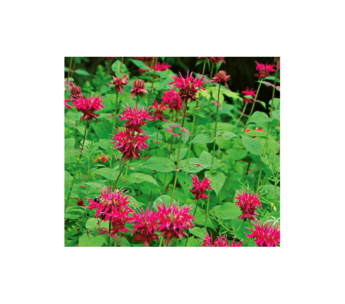 Butterfly 11 plants White Flower Farm
