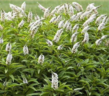 Lysimachia clethroides