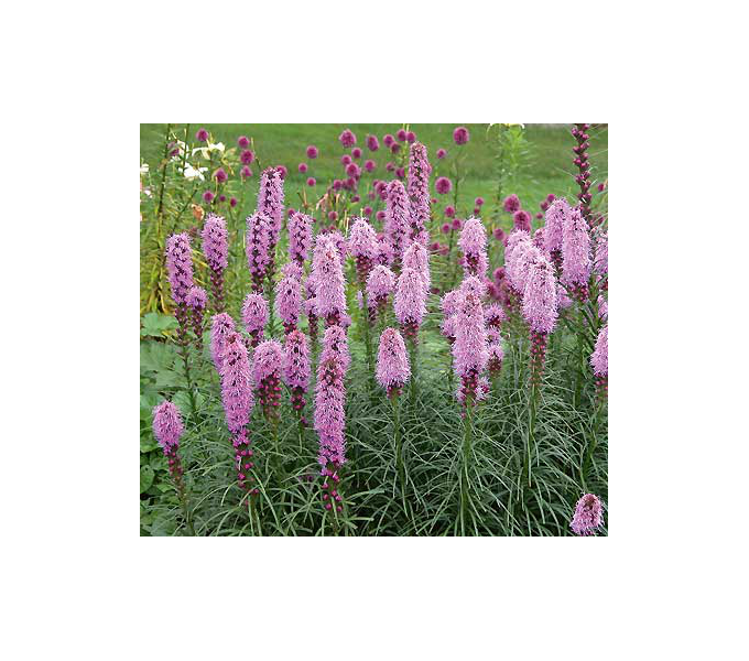 Butterfly 11 plants White Flower Farm