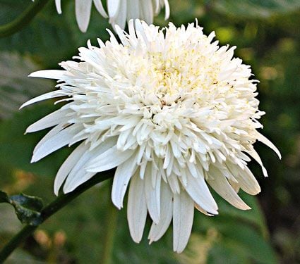 Leucanthemum x superbum 'Ice Star'