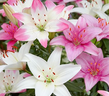 Pagoda Asiatic Lily Trio