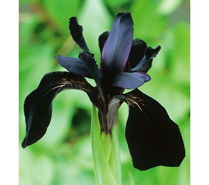 Iris chrysographes black-flowered | White Flower Farm