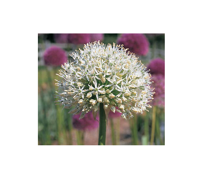 Allium 'Mount Everest' White Flower Farm