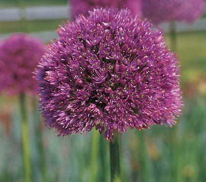 Allium 'Lucy Ball'