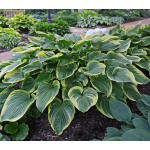  Hosta 'Victory'