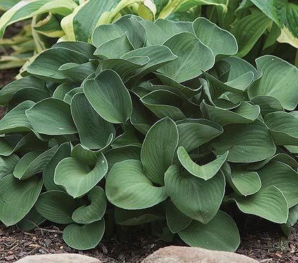 Hosta 'Blue Mouse Ears'