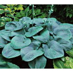  Hosta 'Humpback Whale'