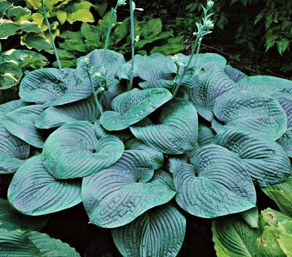 Hosta 'Humpback Whale'