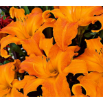  Hemerocallis (Daylily) Rainbow Rhythm® 'Primal Scream'