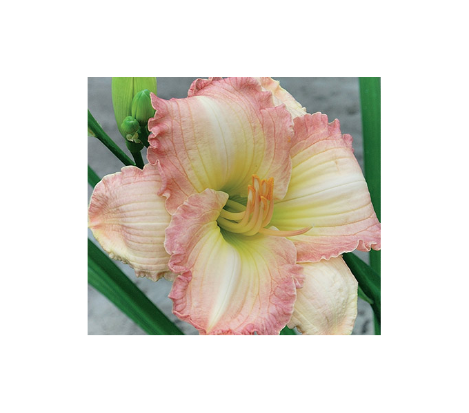 Hemerocallis 500 Series Collection White Flower Farm