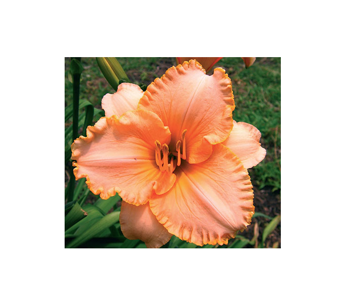 Hemerocallis 500 Series Collection White Flower Farm