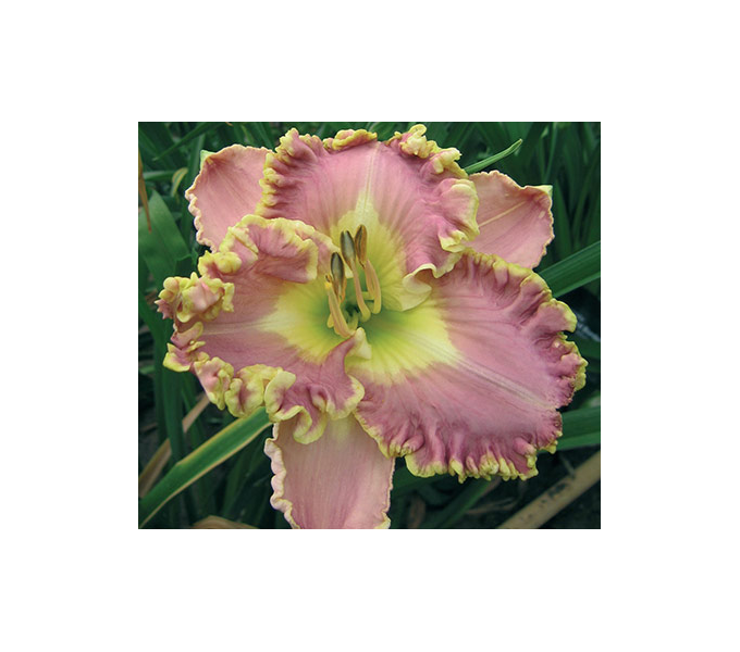 Hemerocallis 500 Series Collection White Flower Farm