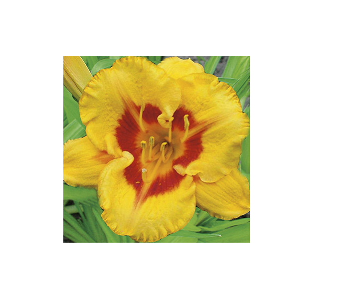 Hemerocallis 500 Series Collection White Flower Farm