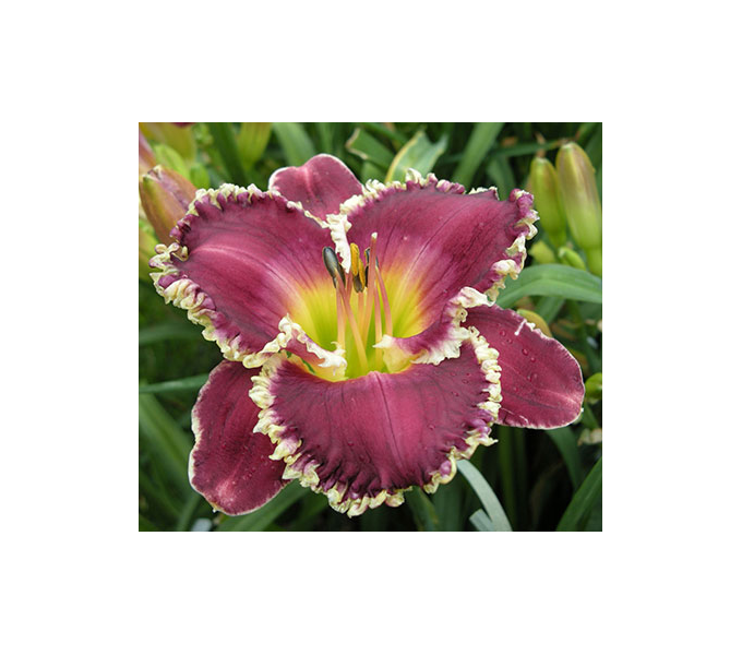 Hemerocallis Bettylen White Flower Farm