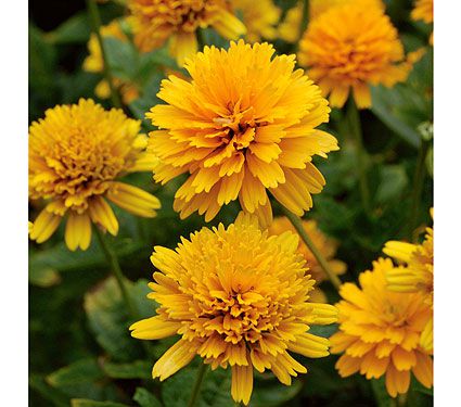 Heliopsis h. var. scabra 'Asahi'