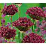  Allium atropurpureum