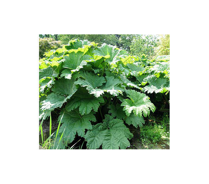Gunnera manicata White Flower Farm