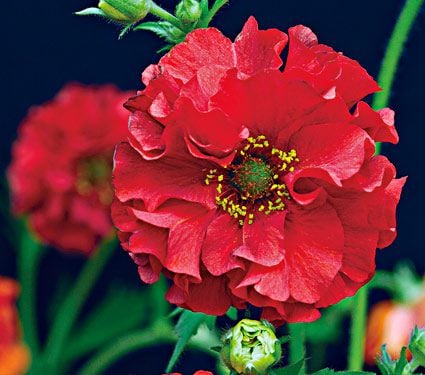 Geum chiloense 'Red Dragon'