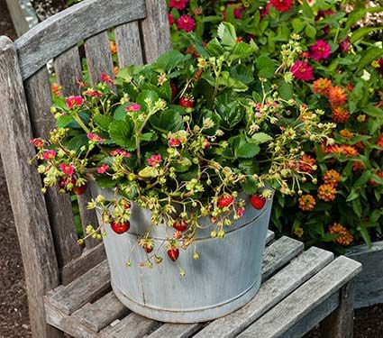 Strawberry Berries Galore&reg; Rose