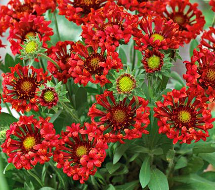 Gaillardia 'Fanfare Blaze'