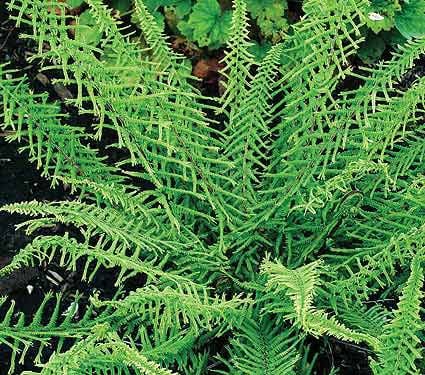 Athyrium filix-femina 'Dre's Dagger' - Crested Lady Fern