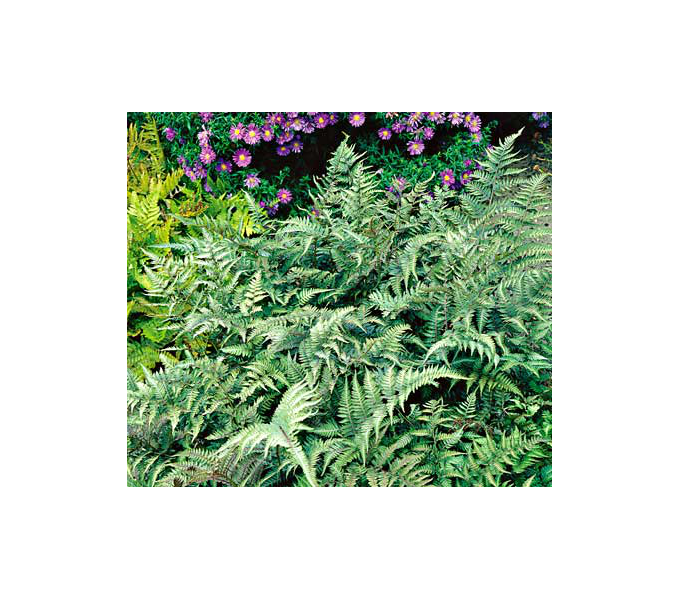 Lighted Path Garden Collection (3 plants) White Flower Farm