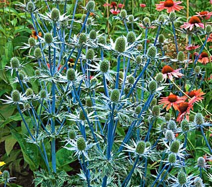 Eryngium Sapphire Blue