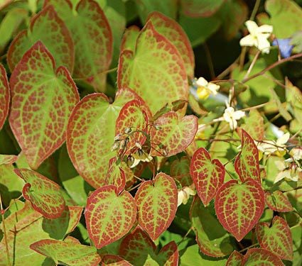 Epimedium x versicolor 'Sulphureum'