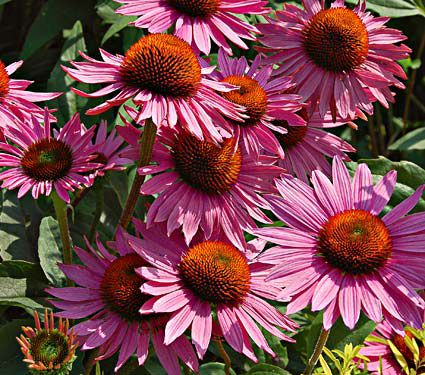 Echinacea purpurea Prairie Pillars™ 'Ruby Giant'