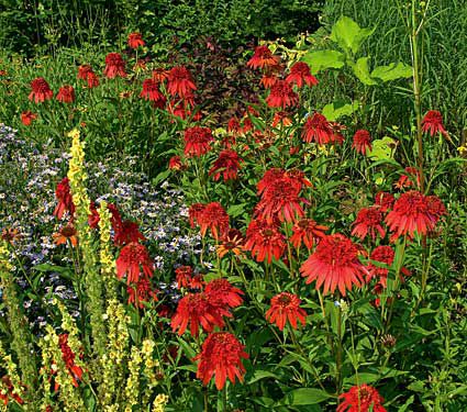 Echinacea Cone-fections™ 'Hot Papaya'