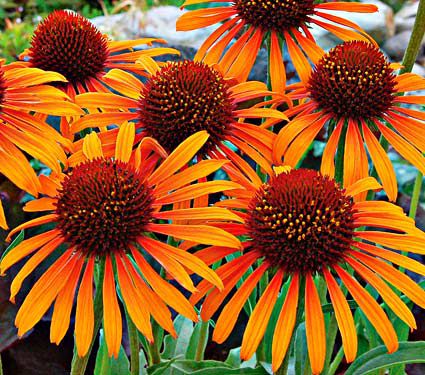 Echinacea Prairie Pillars™ 'Flame Thrower'