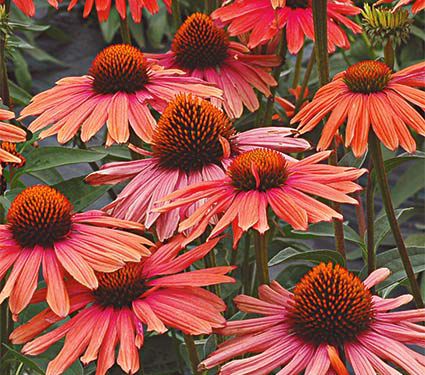 mia mama mamma whiteflowerfarm echinacea orange farm flowers plants cone varieties sun perennials myy tuotteen