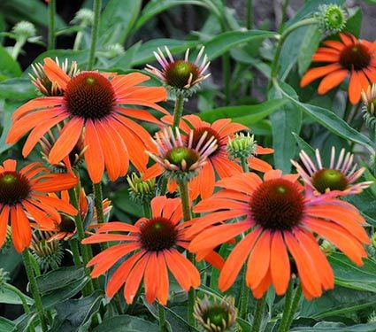 Echinacea Butterfly™ 'Julia'