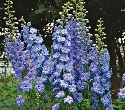 Delphinium elatum Blue Lace | White Flower Farm