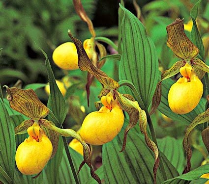 Cypripedium parviflorum var. pubescens