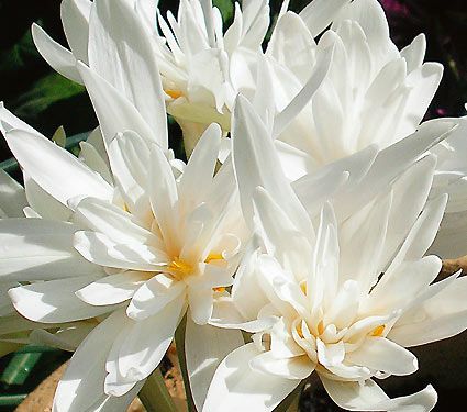 Colchicum autumnale 'Alboplenum'