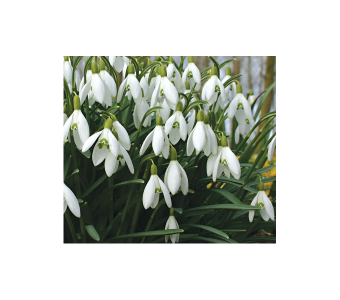 White Flower Collection of 4 Early Spring Bulbs White Flower Farm