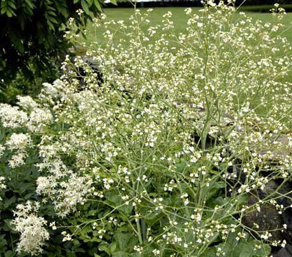 Crambe cordifolia