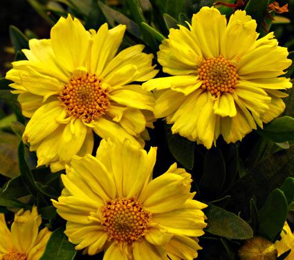 Coreopsis Big Bang™ 'Galaxy'